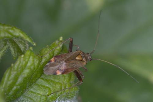 Closterotomus fulvomaculatus